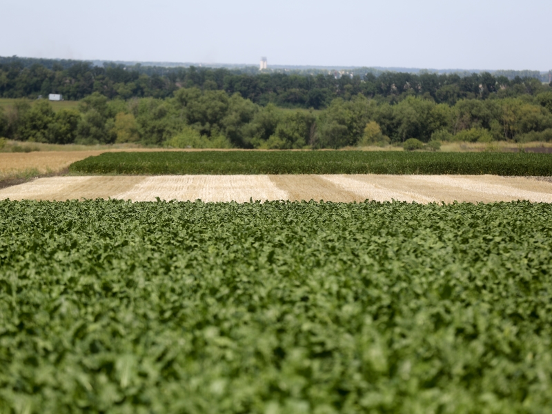 Краснодарский край посеял более половины плановых площадей сахарной свеклы