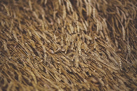 НТБ запускает спот-торги зерном