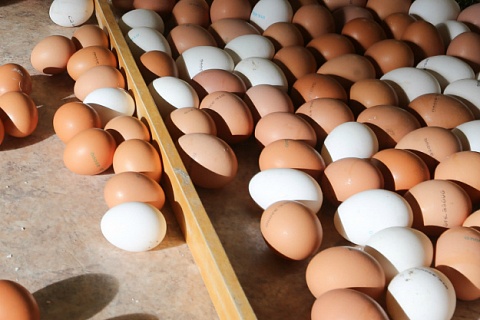 Себестоимость производства яиц продолжает расти