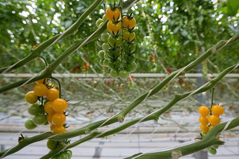 Производство овощей защищенного грунта в этом году вырастет на 1%