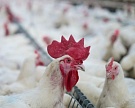 Производство мяса птицы за I квартал выросло на 6,3%