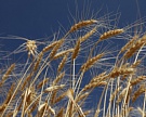 Российская пшеница выиграла новый тендер