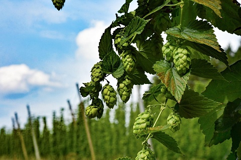 К 2030 году производство хмеля может превысить 2 тысячи тонн