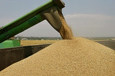 Внутренние цены на пшеницу перестали расти