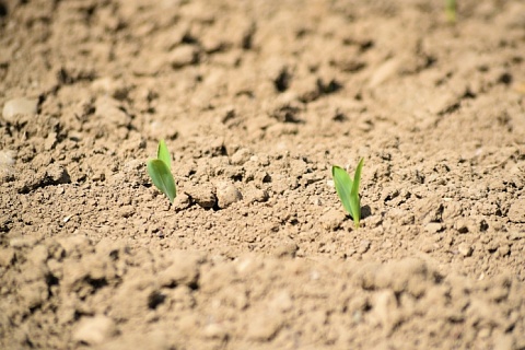 Уровень самообеспеченности семенами в 2025 году достиг 70%