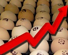 Производство яйца вырастет почти на 1%