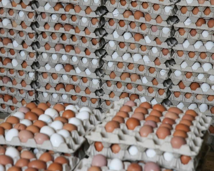 Минсельхоз рассматривает возможность обнуления пошлин на импорт яиц