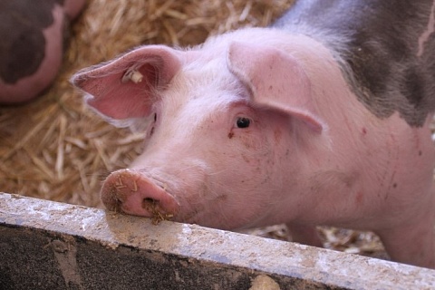 В Хабаровском крае запущен свинокомплекс за 1,9 млрд рублей