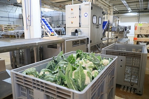 В Волгоградской области запущен комплекс по шоковой заморозке овощей