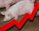 За два месяца свинина подорожала на 30%