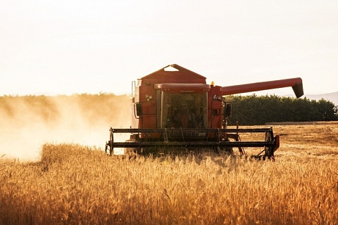 Росстат: урожай зерна в чистом весе превысил 150 млн тонн