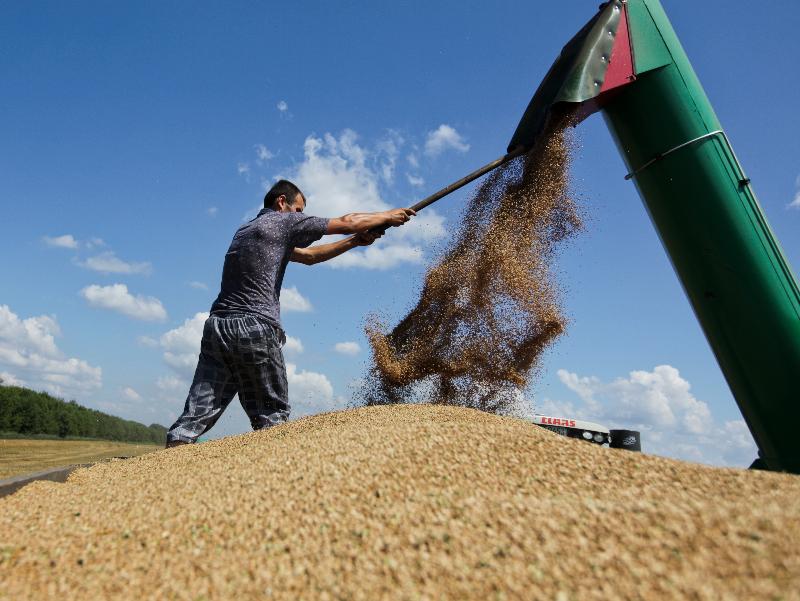 Экспортные цены на российскую пшеницу снизились
