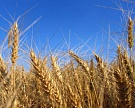 Мировой рынок пшеницы показал хороший рост
