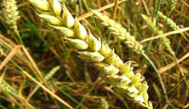 Производство пшеницы может упасть на 4%