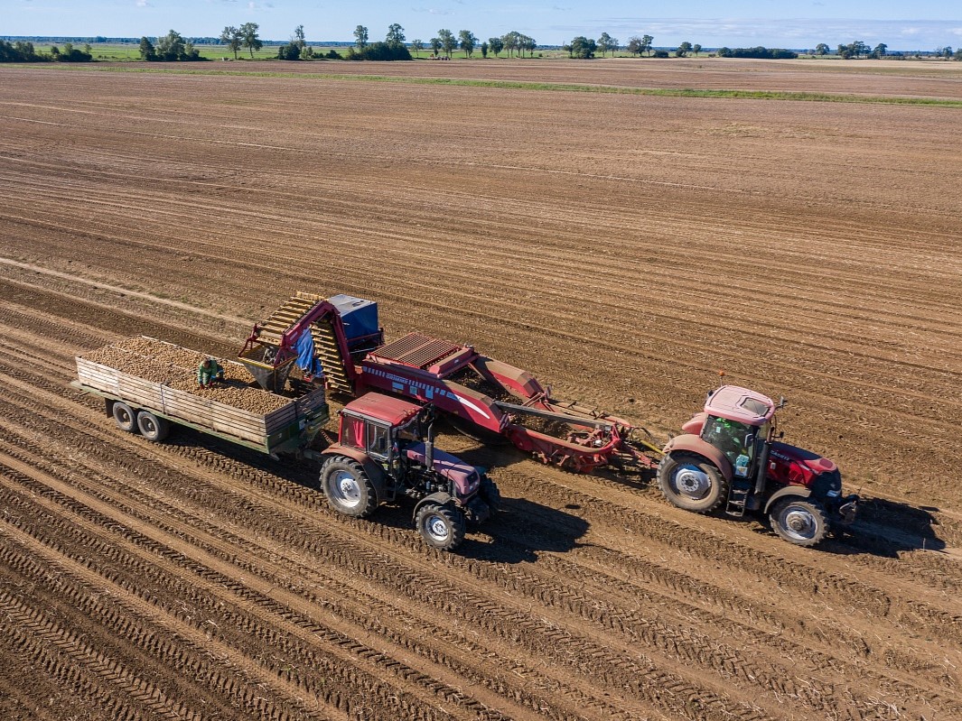 «Мираторг» планирует купить производителя семенного картофеля «Балтийские семена»