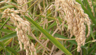 Правительство утвердило пошлины на рис