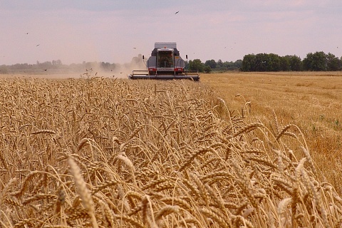 Минсельхоз повысил пошлину на вывоз пшеницы