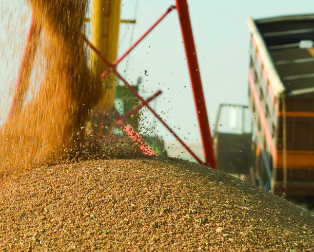 Внутренняя стоимость пшеницы начала расти