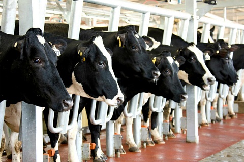 «Ваганово» построит в Кузбассе молочную ферму за 18 млрд рублей