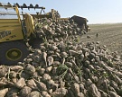 Погодные условия могли снизить сахаристость сахарной свеклы на Кубани