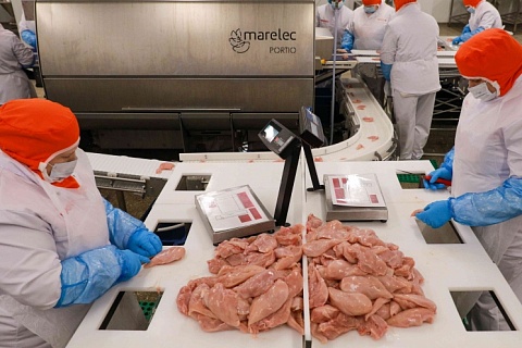 Российские компании вошли в топ-50 крупнейших в мире производителей мяса птицы