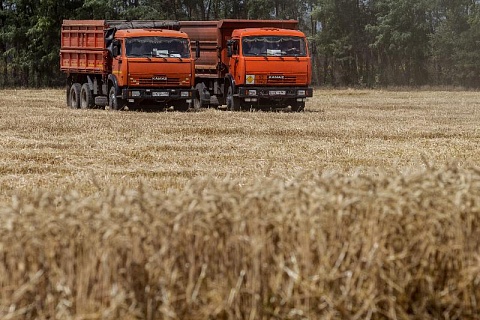 «ПроЗерно»: урожай зерна может составить 137 млн тонн