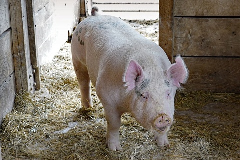 На Кубани уничтожат более 20 тысяч свиней