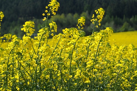 Сбор основных масличных достиг 31,5 млн тонн