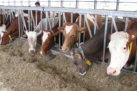 Удмуртия внедрит геномную селекцию коров