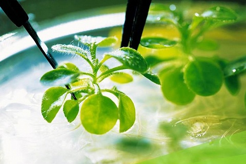 Bayer не будет брать роялти с российских селекционеров