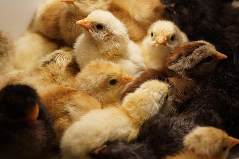 «Агросила» увеличивает производство инкубационных яиц