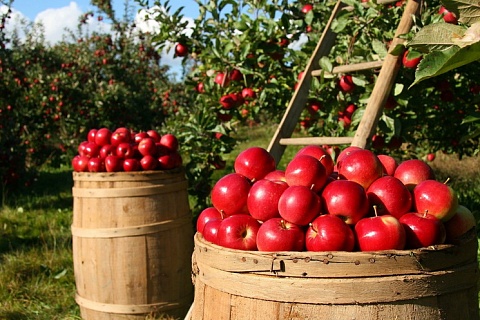 Урожай яблок будет рекордным