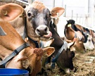 Правительство выделит на мясное скотоводство 4,45 млрд рублей