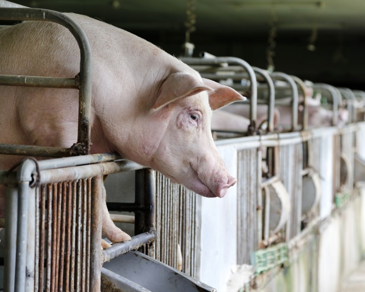 Свиноводам грозят убытки. Как снижение цен на рынке скажется на производителях