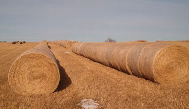 В Оренбуржье заготовлено 164,2 тыс. т сена