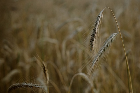 Прибыль растениеводства за прошлый год упала на 44%