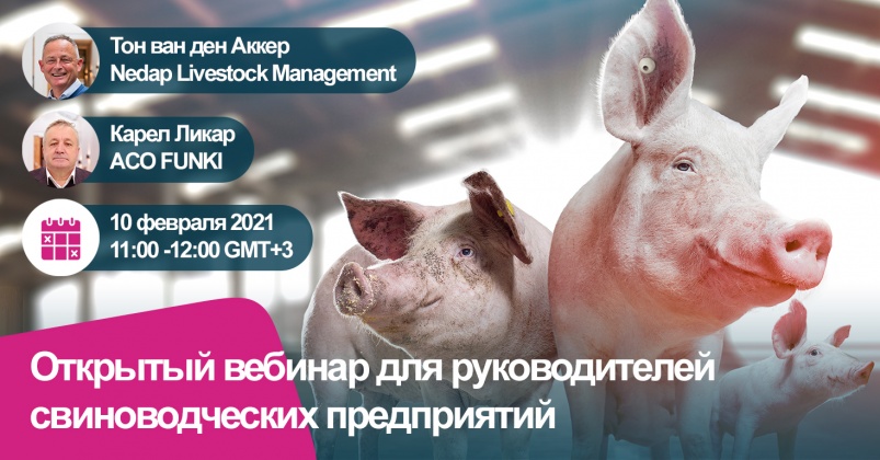 Системный подход в свиноводстве: как повысить показатели на этапе откорма?