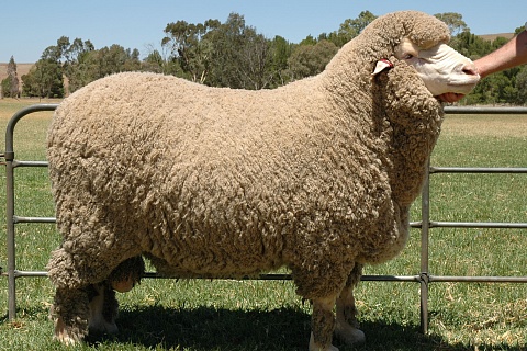 Правительство утвердило план развития глубокой переработки овечьей шерсти