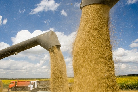 Цены на пшеницу достигли максимума за девять лет