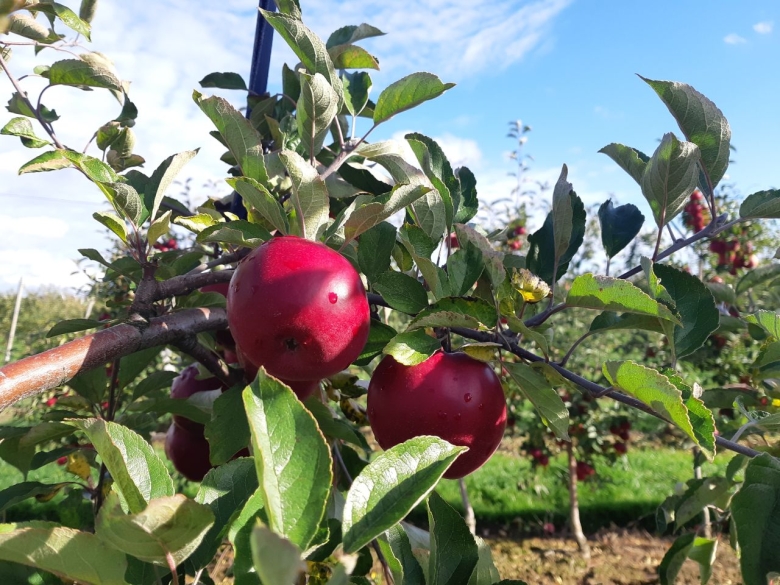 «Брянский сад» завершает уборку яблок