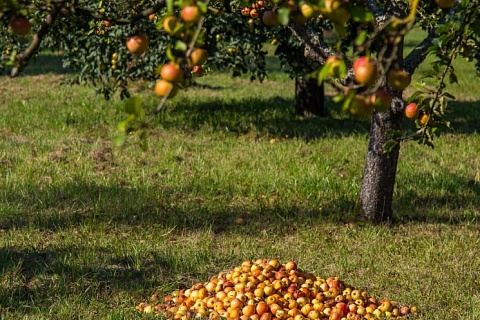 Урожай яблок может достигнуть 1,5 млн тонн