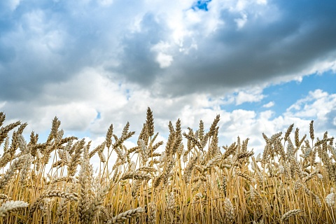 Минсельхоз США: Россия может установить новый мировой рекорд экспорта пшеницы