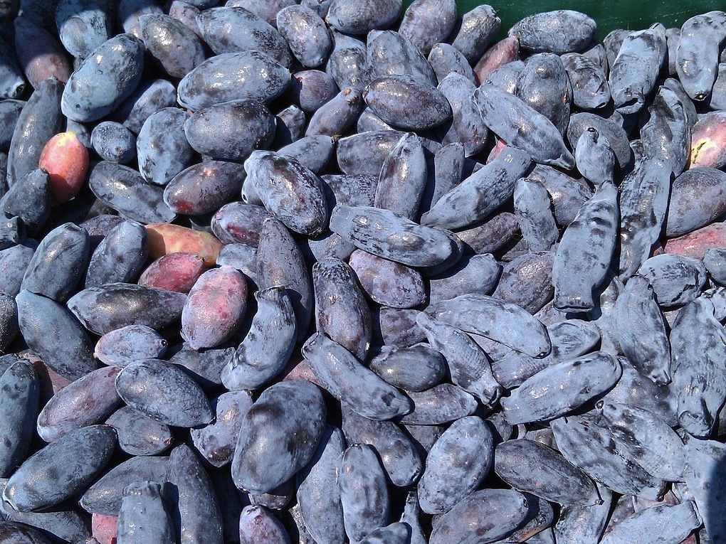 Томские ученые увеличили урожайность крупнейшего в России сада жимолости