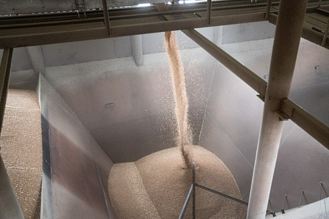 ФАС может проверить всю цепочку зернового рынка на наличие сговоров