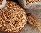 Экспорт зерна с начала сезона достиг почти 12 млн тонн