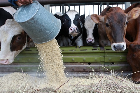 «Сибагро» прогнозирует снижение себестоимости комбикормов