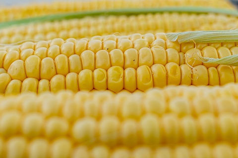 Китай снял региональные ограничения для поставок кукурузы и риса из России