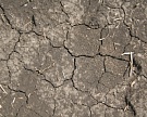 Засуха пришла в сельскохозяйственные регионы России