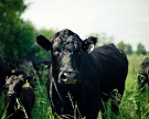 Белоруссия надеется на возобновление поставок говядины в Россию