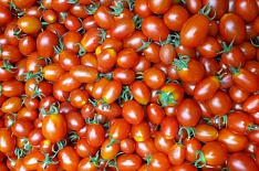 Россия снимает ограничения на импорт турецких томатов